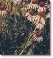 Echinacea (Echinace Purpurea)