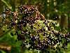 Elderberry (Sambucus Nigra)
