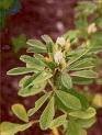 Fenugreek Capsule (Trigonella Graecum)