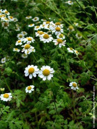 Feverfew Capsule (Chysanthemum Parthenium)