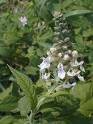 Germander (Teucrium Chamaedrys)