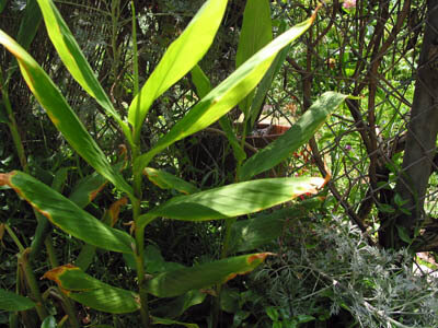 Ginger (Zingiber Officinale)