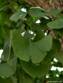 Ginkgo (Ginkgo Biloba)