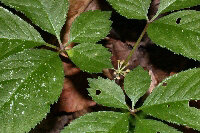 Ginseng Capsule (Panax Schinseng)