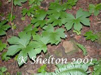 Goldenseal (Hudrastic Canadensis)