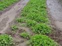 Gotu Kola (Centella Asiatica)