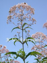 Gravelroot (Eupatorium Purpureum)