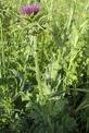 Holy Thistle (Cnicus Benedictus)