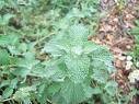 Horehound (Marrubium Vulgare)