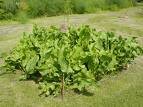 Horseradish (Armoracia Rusticana)