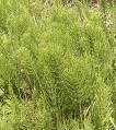 Horsetail Capsule (Equisetum Arvense)