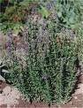 Hyssop (Hyssopus Officinalis)