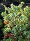 Juniper (Juniperus)
