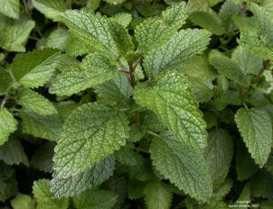 Lemon Balm Capsule (Melissa Officinalis)