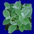 Licorice (Glycyrrhiza Glabra)