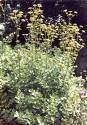 Lovage (Levisticum Officinale)