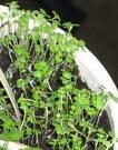 Marjoram (Origanum Majorana)