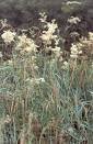 Meadowsweet (Filipendula Ulmaria)