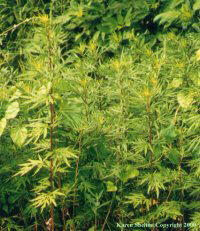 Mugwort (Artemisia Vulgaris)