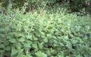 Nettle Leaves Capsule (Urtica Dioica)