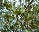 Oak Powder (Quercus)