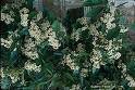 Oregon Grape (Mahonia Aquifolium)