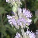 Pennyroyal Capsule (Mentha Pulegium)