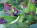 Peony (Paeonia Albiflora)