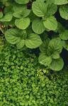 Peppermint (Mentha Piperita)