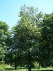 Poplar Powder (Populus Tremuloides)