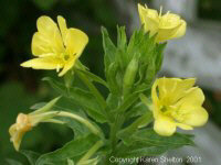 Primrose Capsule  (Primula Veris)
