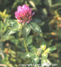 Red Clover Capsule (Trifolium Pratense)