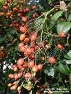 Rose Hips Capsule (Rosa Canina)