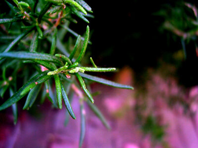 Rosemary Capsule (Rosmarimus Officinalis)