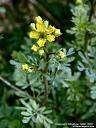 Rue (Ruta Graveolens)