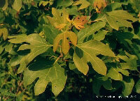 Sassafras (Sassafras Albidum)