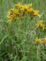 St. John's Wort Capsule  (Hypericum Perforatum)