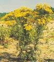 Tansy (Tanacetum Vulgare)