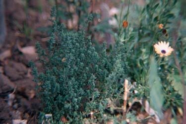 Thyme Capsule  (Thymus Vulgaris)