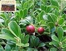 Uva Ursi (Arctostaphylos)