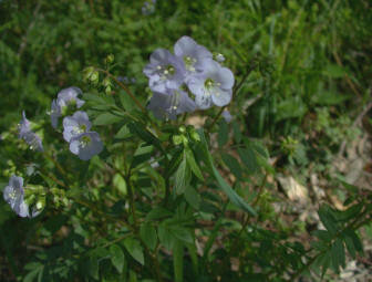 Valerian (Valeriana Officinalis)