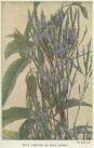 Vervain Capsule  (Verbena Officinalis)