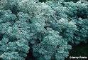 Wormwood (Artemisia Absinthium)