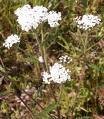 Yarrow (Achillea Millefolium)