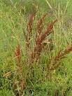 Yellow Dock (Rumex Crispus)