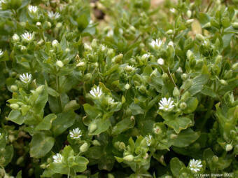 Chickweed Capsule (Stellaria Media)