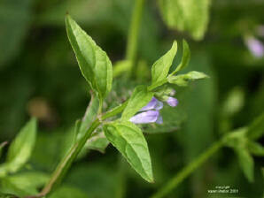 Skullcap Capsule  (Scutellaria Lateriflora)