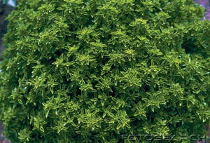 Basil Cut (Ocimum Basilicum)