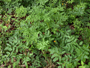 Angelica Capsule (Angelica Archangelica)