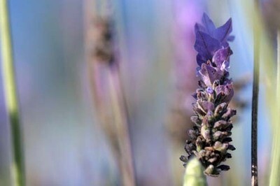 Lavender Extract (Lavandula Spica)